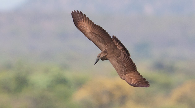 Hamerkop in flight